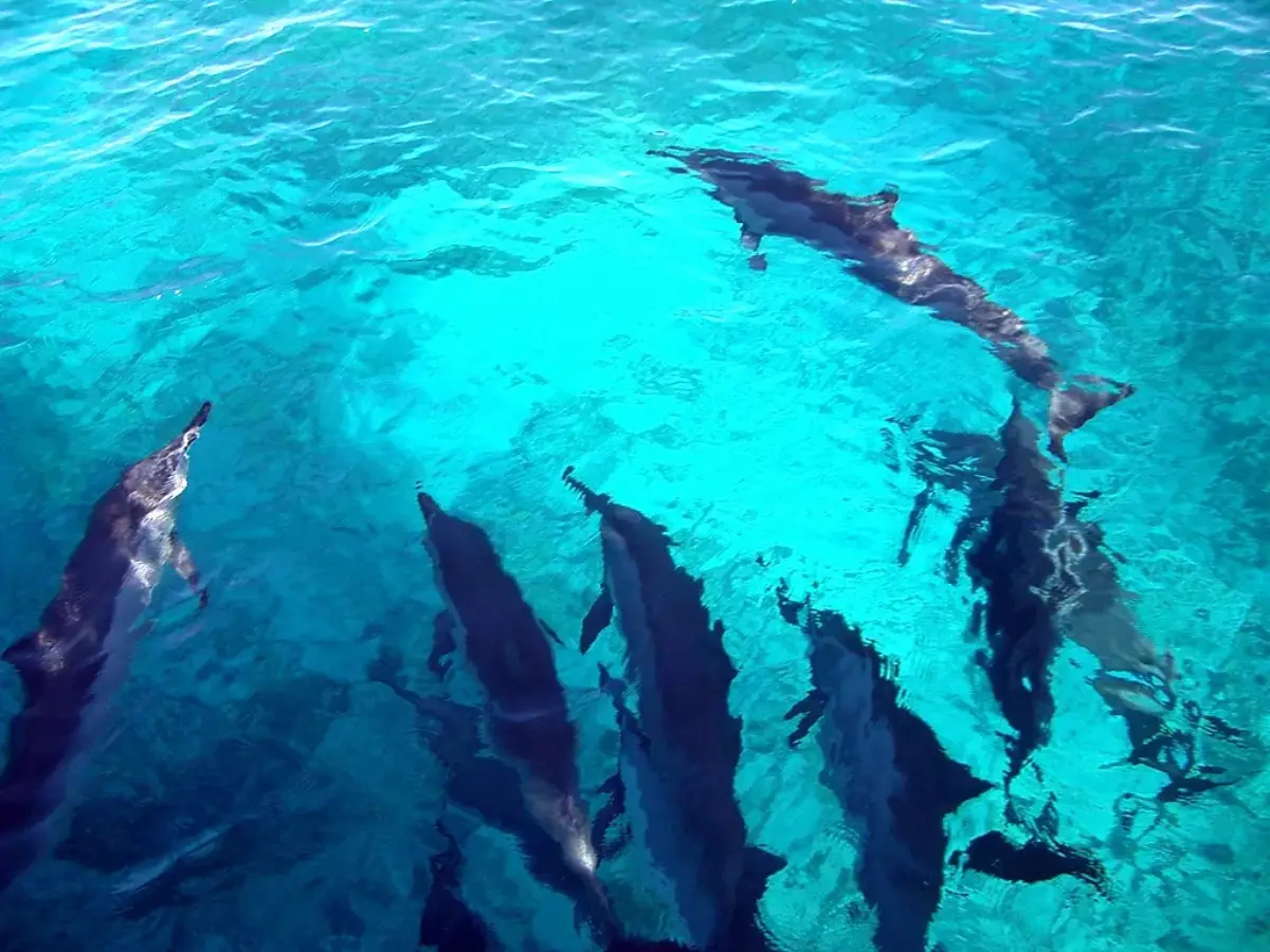 Dolphins riding the bow wave