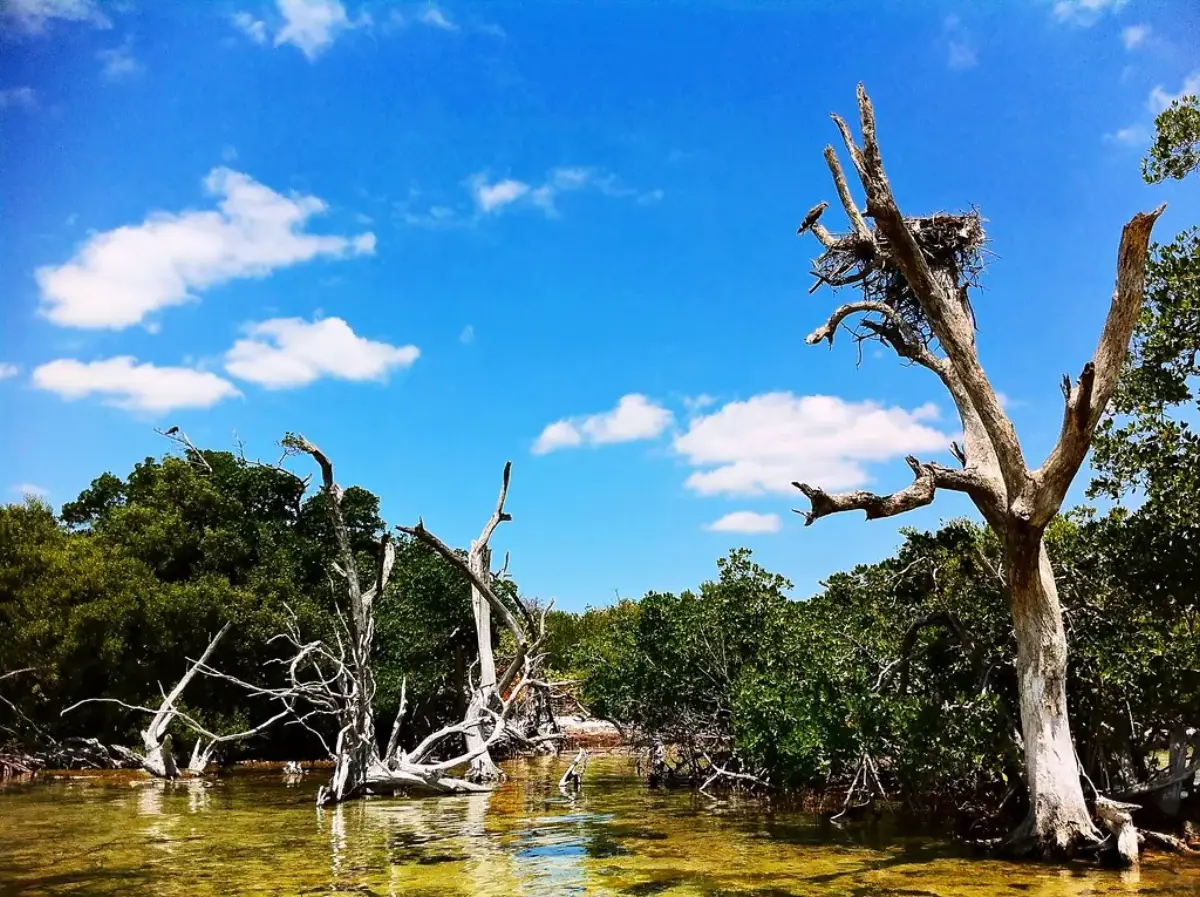 Mangrove channel at Espíritu Santo