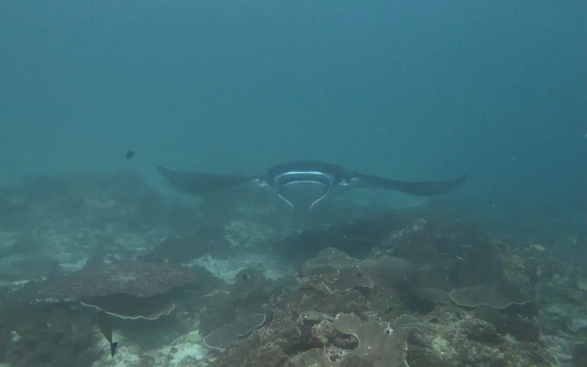 Manta ray over the reef