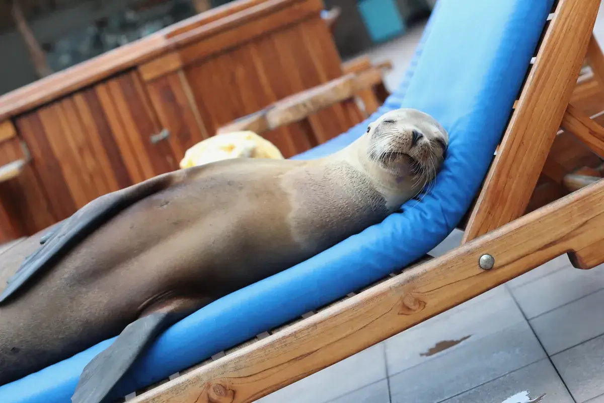 Sea lions at Los Islotes