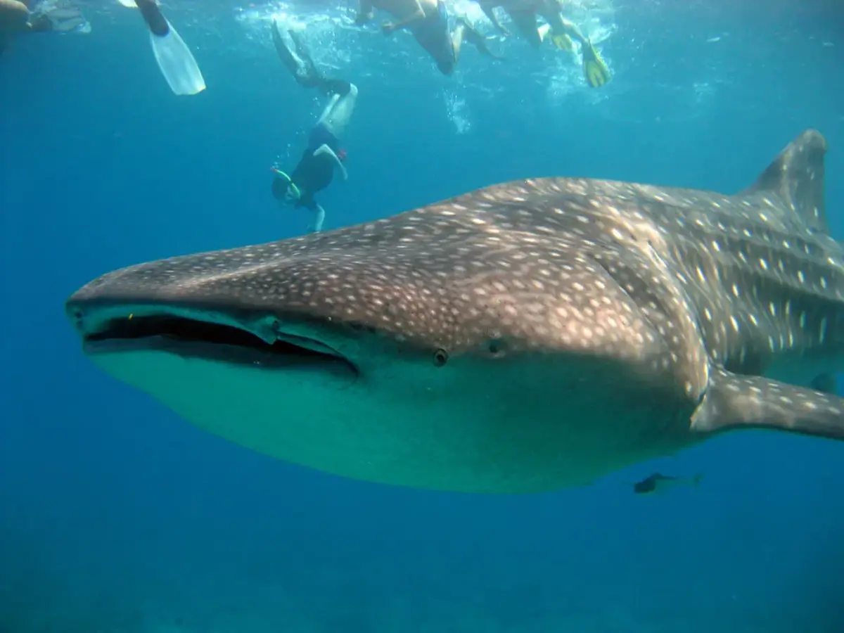 Whale shark feeding near the surface