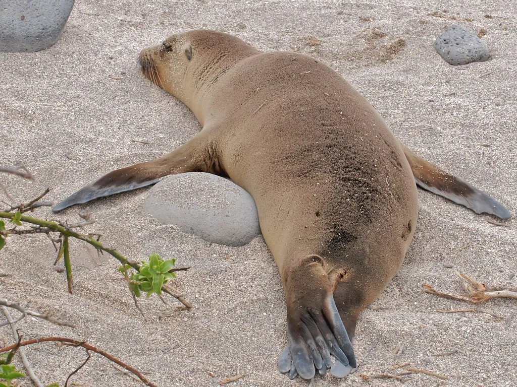 Espíritu Santo route — sea lion in its natural habitat